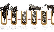 Ciclo de vida de las abejas