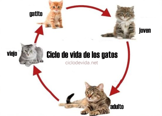 Ciclo de vida de los gatos
