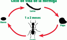 Ciclo de vida de la hormiga