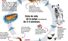 Ciclo de vida de la pulga