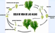 Ciclo de vida de las algas