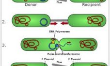 Ciclo de vida de las bacterias