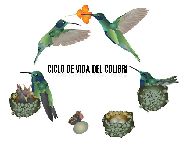 Ciclo de vida del colibrí