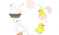 Ciclo de vida del pato