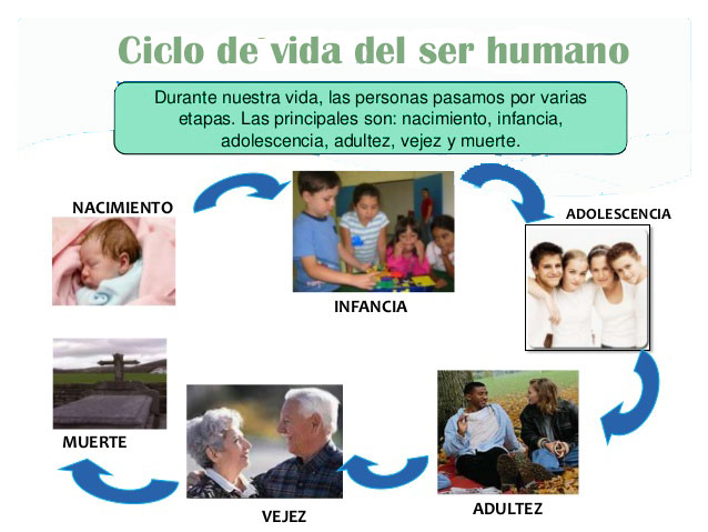 Ciclo de vida del ser humano