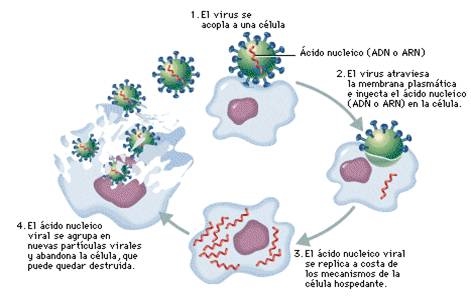 Ciclo de vida de los virus