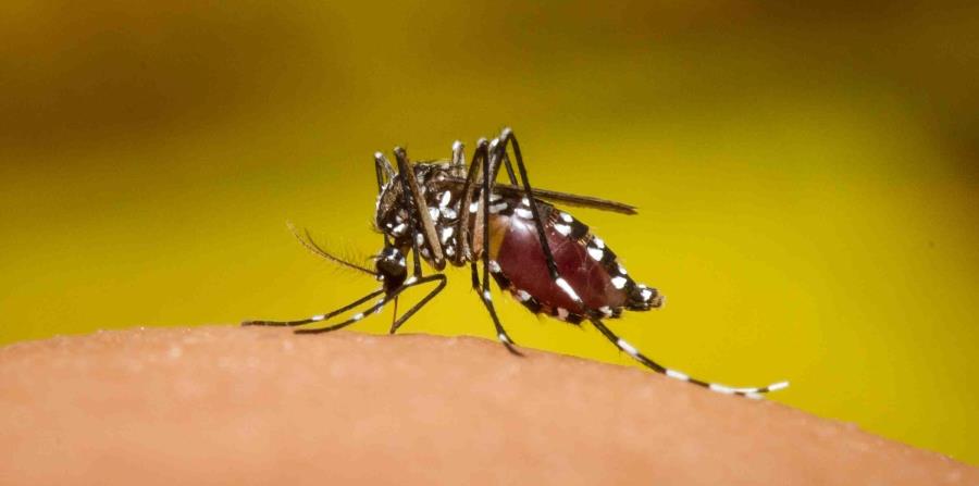 ciclo de vida del dengue