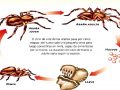 Ciclo de vida de las arañas