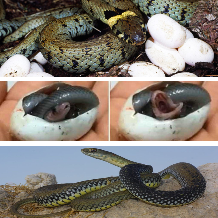 descubre el ciclo de vida de las serpientes