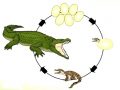 Ciclo de vida del cocodrilo