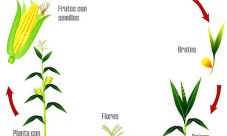 Ciclo de vida del maíz