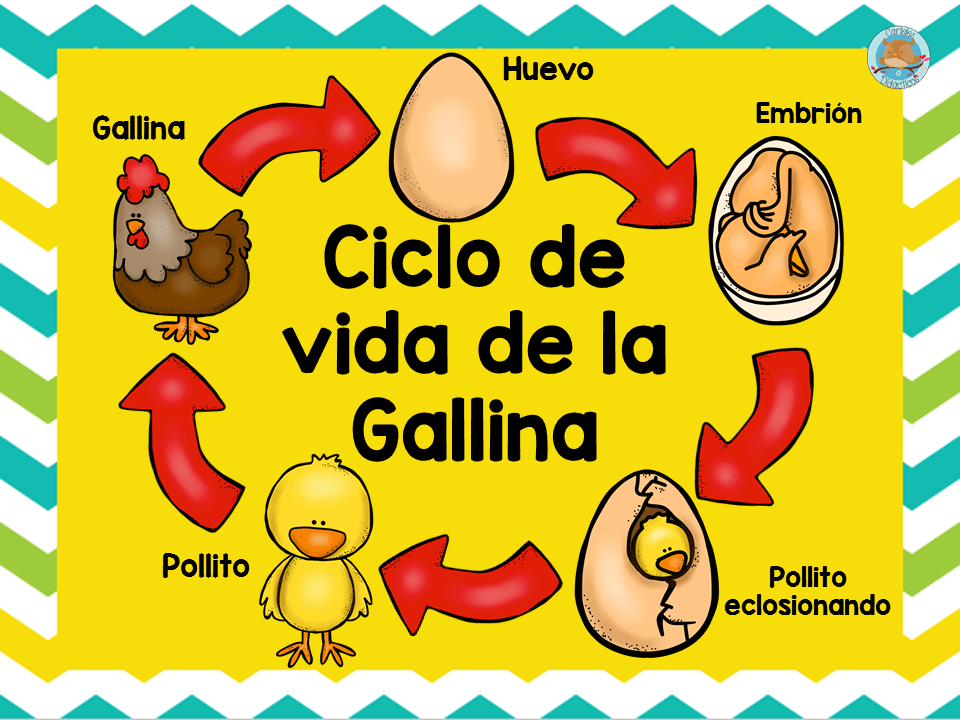 conoce el ciclo de vida del pollo