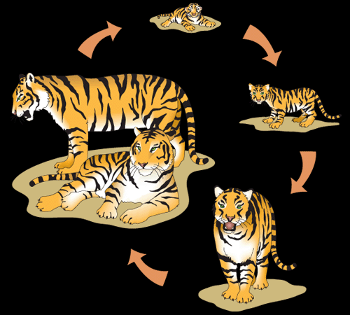 Ciclo de vida del tigre