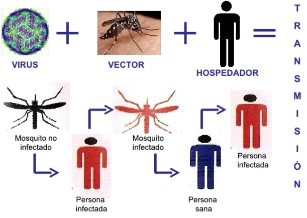 Ciclo vital del dengue