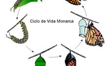 Ciclo de vida de la mariposa monarca