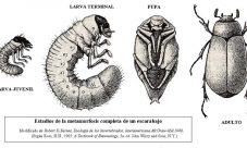Ciclo de vida del escarabajo